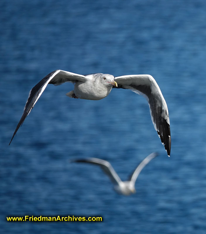 birds,flight,follow,focus,flying,